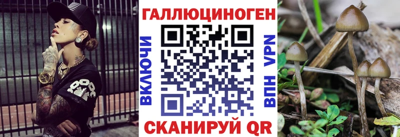 Купить где  Родники  Галлюциногенные грибы Cubensis 