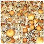 Псилоцибиновые (галлюциногенные)  грибы Psilocybin "Golden Teacher" в Родниках