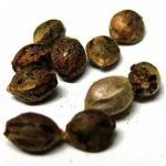Семена марихуаны АК-47  (Seeds AK-47) в Родниках